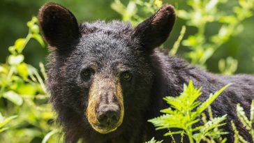 un ours
