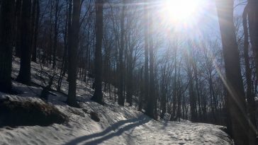 Vitamine D