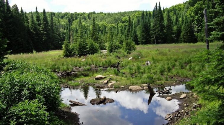 lac foret