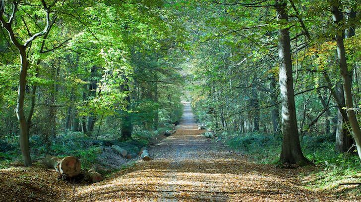 Forêt de Carnelle